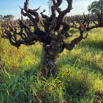 Gnarly Dude - Old Man Grenache