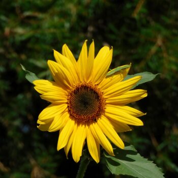 Sitting on a sunflower
