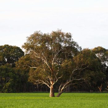 The Solitary Red Gum