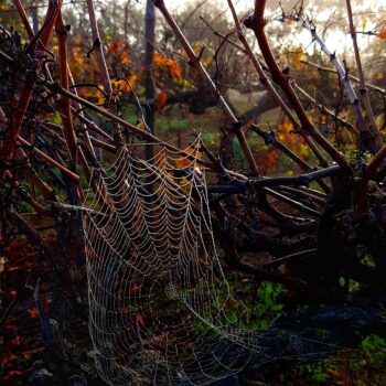 Vineyard Spiderweb in Autumn